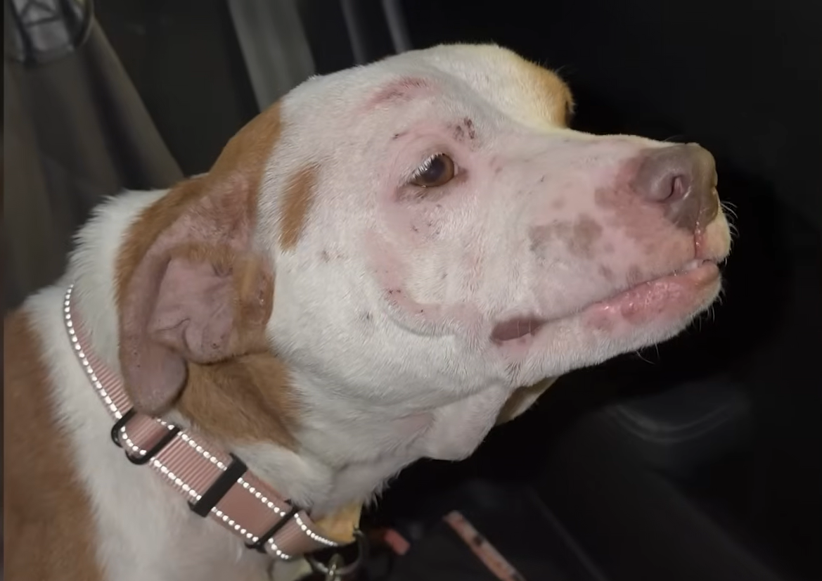 Scarred Pit Bull Paladin Blooms with Trust Under Foster Mom's Care