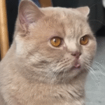 Viral Cat Owner's Candid Confession: "He's Adorable but Not Very Smart"