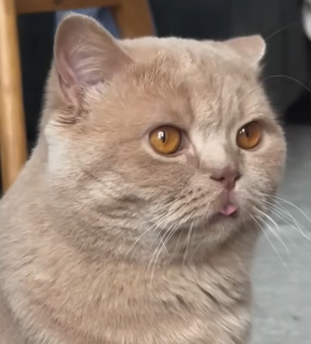 Viral Cat Owner's Candid Confession: "He's Adorable but Not Very Smart"