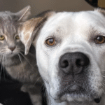 Viral 'Creepy' Cat's Devoted Stare at Sleeping Dog Sparks Global Pet Fascination