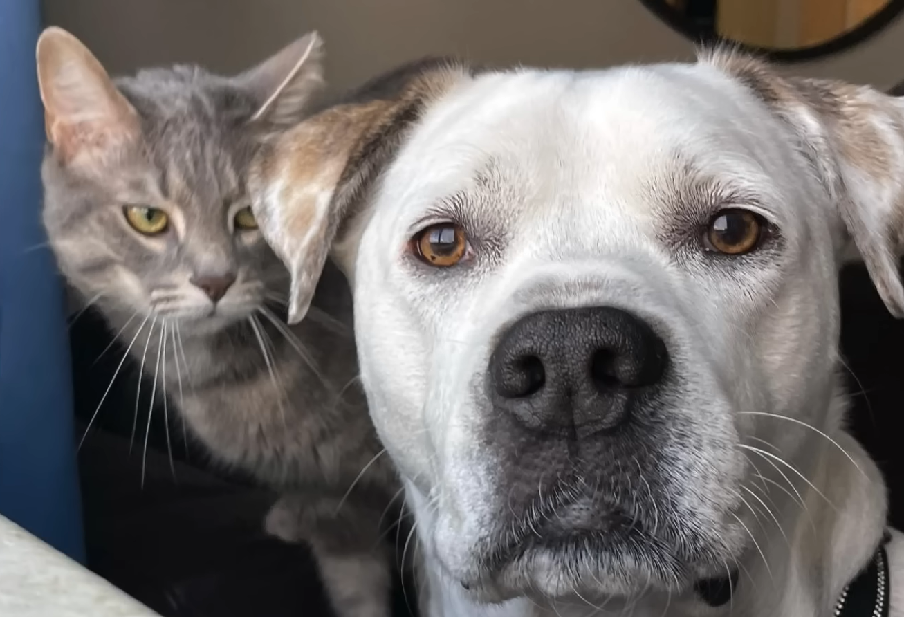 Viral 'Creepy' Cat's Devoted Stare at Sleeping Dog Sparks Global Pet Fascination
