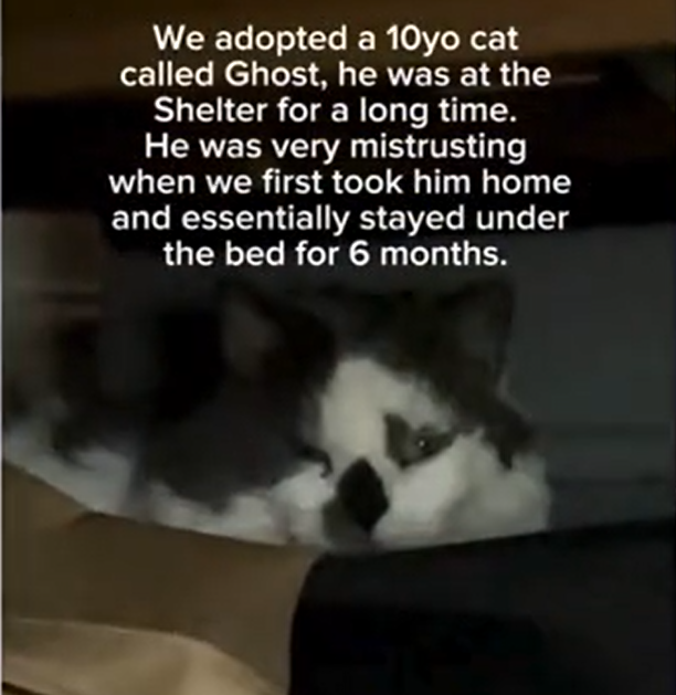 Patience Unlocks Trust: Rescuing a Neglected Senior Cat's Hidden Heart