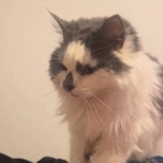 Patience Unlocks Trust: Rescuing a Neglected Senior Cat's Hidden Heart