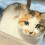 Stowaway Cat's Miraculous 8,000-Mile Journey from China to Minnesota Rescue