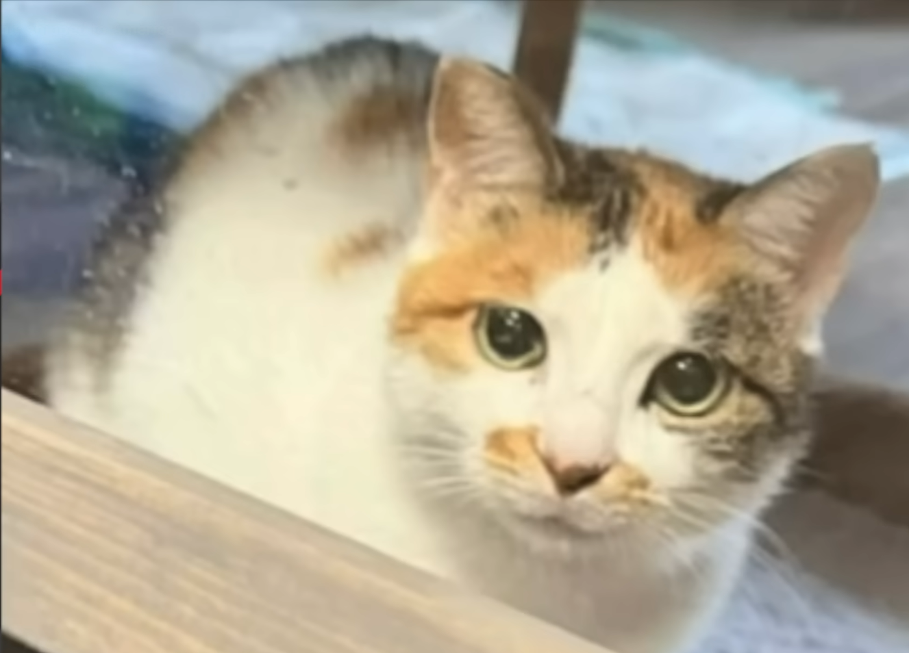 Stowaway Cat's Miraculous 8,000-Mile Journey from China to Minnesota Rescue