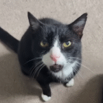 From Quiet to Constantly Vocal: Rescue Cat’s Personality Emerges