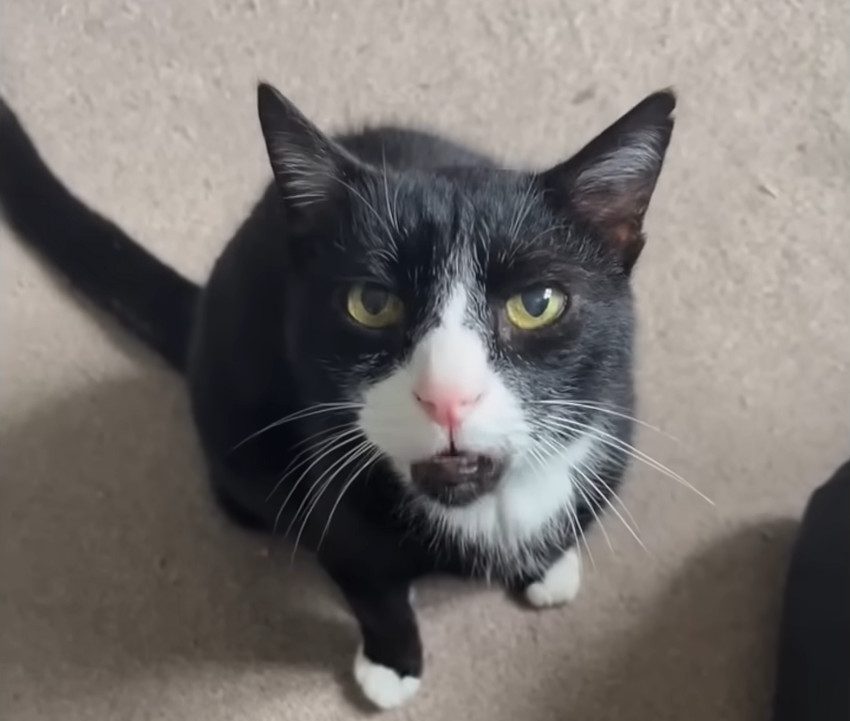 From Quiet to Constantly Vocal: Rescue Cat’s Personality Emerges