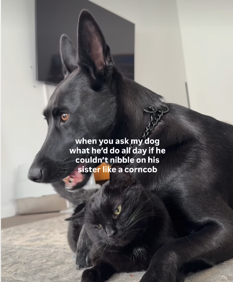 Rescue Dog's Playful 'Corncob' Nibbles on Cat Sister Delight Online Audiences