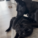 Rescue Dog's Playful 'Corncob' Nibbles on Cat Sister Delight Online Audiences