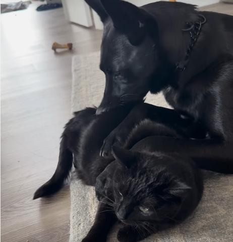 Rescue Dog's Playful 'Corncob' Nibbles on Cat Sister Delight Online Audiences