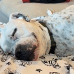 Churro's Serene Slumbers: Deaf Rescue Dog Embraces Life in Texas Forever Home