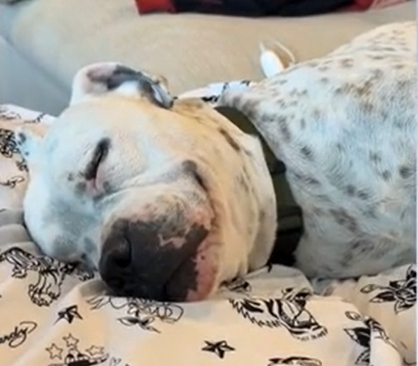 Churro's Serene Slumbers: Deaf Rescue Dog Embraces Life in Texas Forever Home