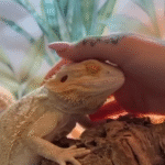 Rescue Lizard's Puppy-Like Pleas for Pets Challenge Reptile Stereotypes