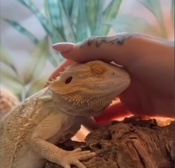 Rescue Lizard's Puppy-Like Pleas for Pets Challenge Reptile Stereotypes