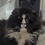 Streetwise 'Grandpa' Cat Panda Chooses Retirement Over Survival