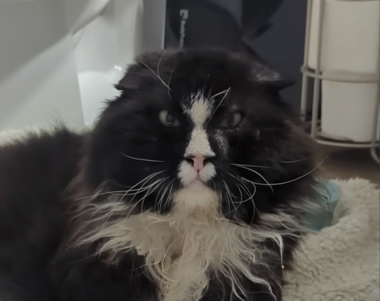 Streetwise 'Grandpa' Cat Panda Chooses Retirement Over Survival
