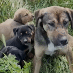 Stray Mother Dog's Urgent Pleas Rally Rescuers to Save Puppies from Underground Trap