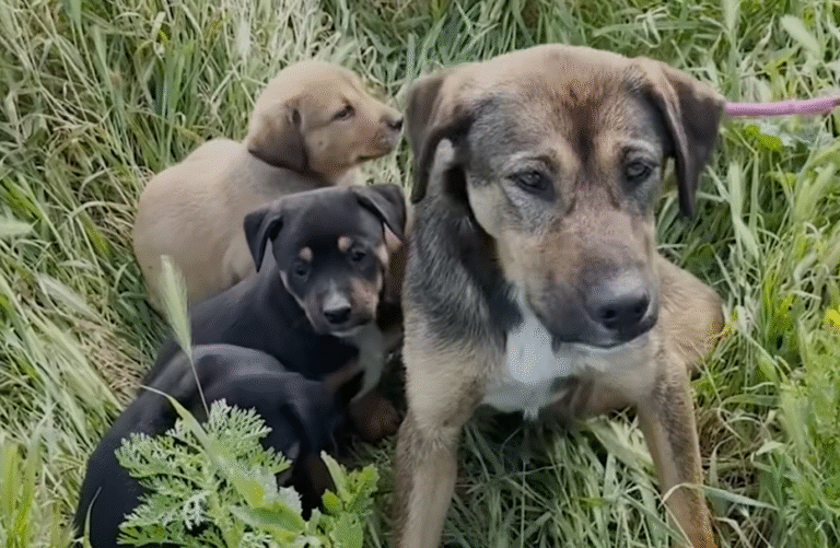 Stray Mother Dog's Urgent Pleas Rally Rescuers to Save Puppies from Underground Trap
