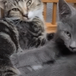 From Cat Hater to Feline Guardian: Calvin Oversees 18 Stray Colonies in Epic Turnaround