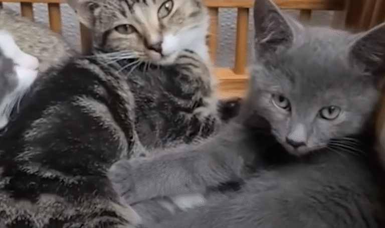 From Cat Hater to Feline Guardian: Calvin Oversees 18 Stray Colonies in Epic Turnaround