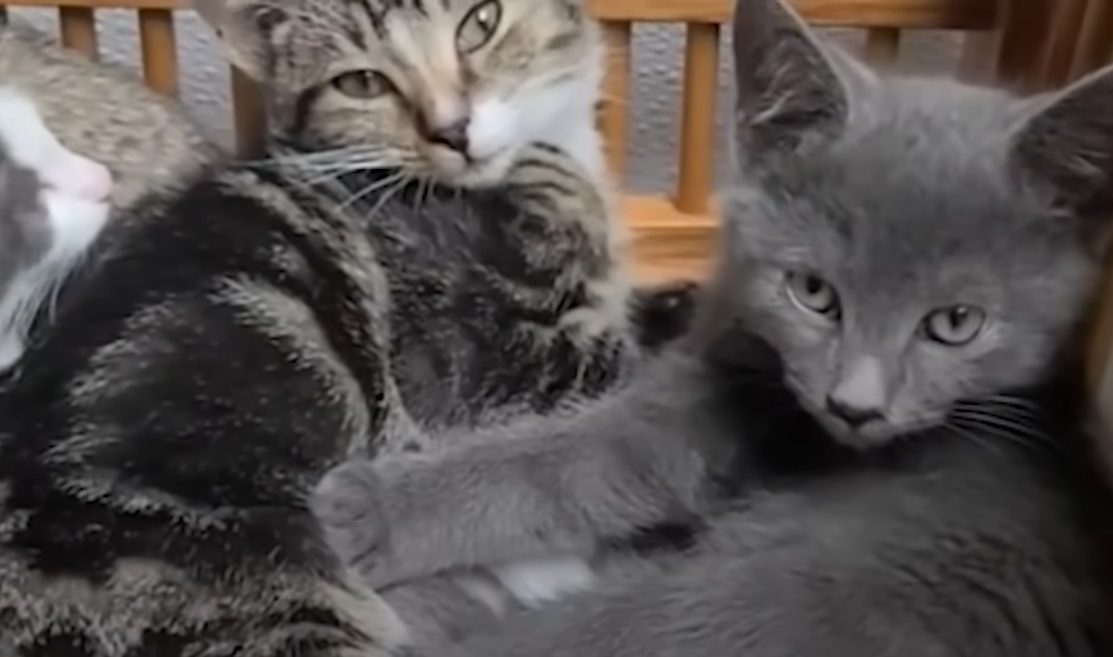 From Cat Hater to Feline Guardian: Calvin Oversees 18 Stray Colonies in Epic Turnaround