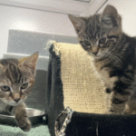 ‘Sorry Can't Find Homes’: Heartbreaking Note Found with Abandoned Kittens