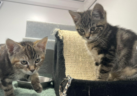 ‘Sorry Can't Find Homes’: Heartbreaking Note Found with Abandoned Kittens