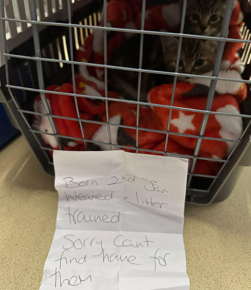 ‘Sorry Can't Find Homes’: Heartbreaking Note Found with Abandoned Kittens