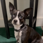 Heartbroken Dog's Agonizing Realization as Family Abandons Her at Shelter Sparks National Outrage