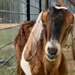 Rescue Goat Meadow Blooms with Her Newfound Herd After Solitary Struggle