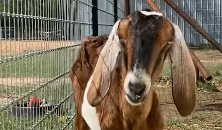 Rescue Goat Meadow Blooms with Her Newfound Herd After Solitary Struggle