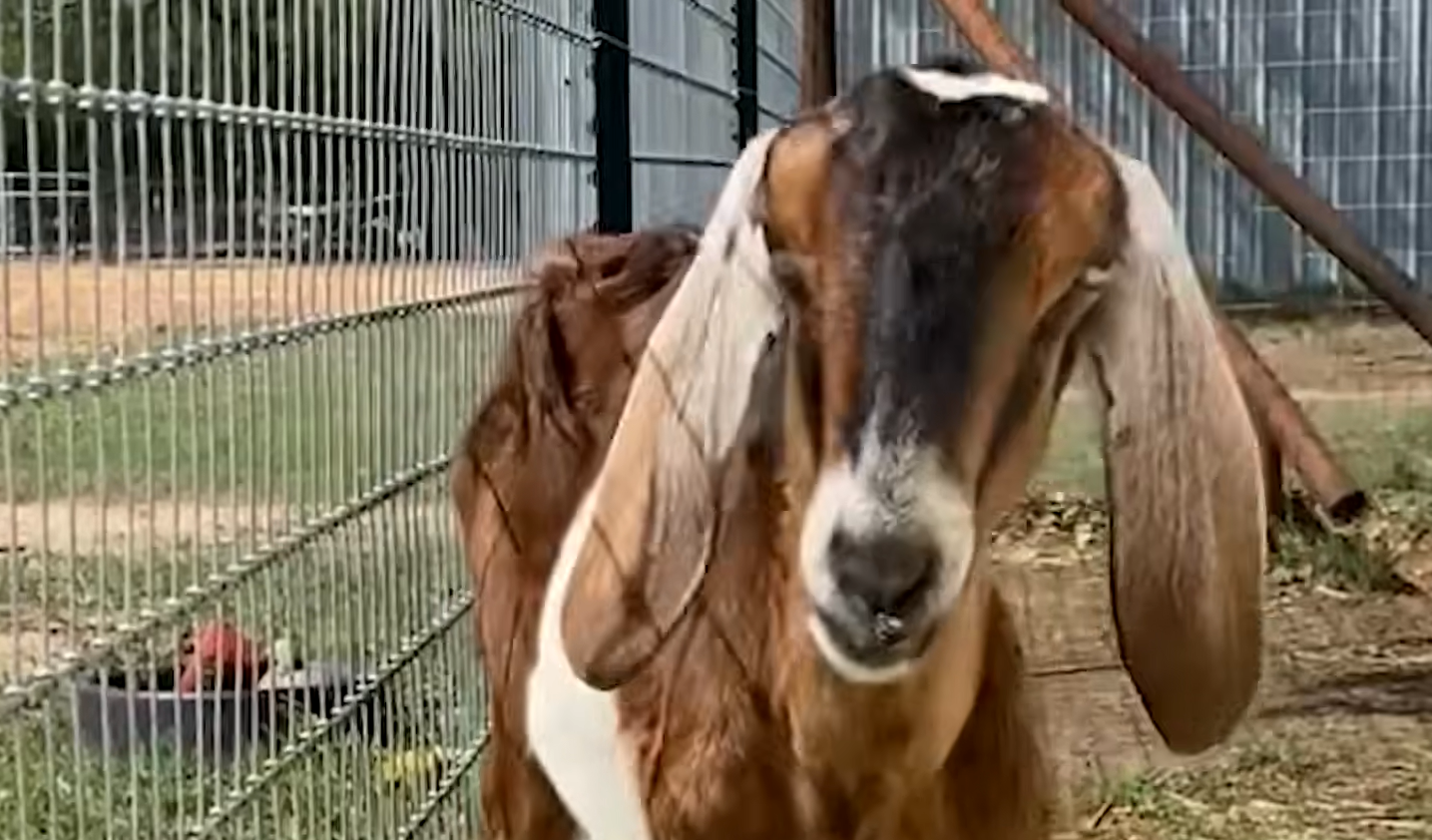 Rescue Goat Meadow Blooms with Her Newfound Herd After Solitary Struggle