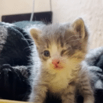 Vacationer Rescues Tiny Kitten from Hostel in Mexico, Stays Up All Night to Save Her Life
