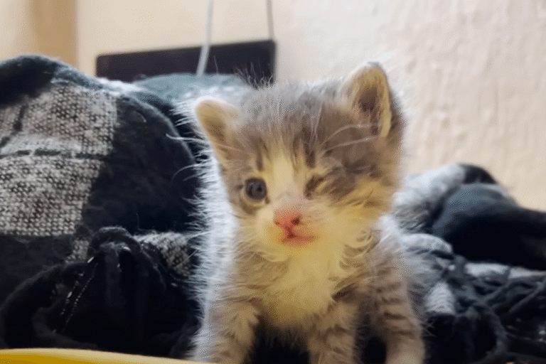 Vacationer Rescues Tiny Kitten from Hostel in Mexico, Stays Up All Night to Save Her Life