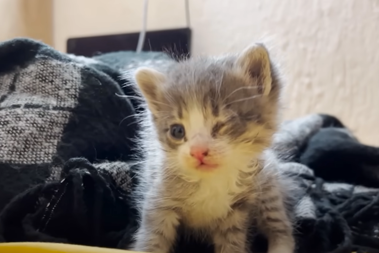 Vacationer Rescues Tiny Kitten from Hostel in Mexico, Stays Up All Night to Save Her Life