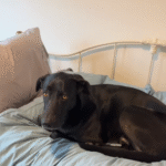 Dog's Cheeky Takeover of Bedroom in New Home Sparks Widespread Amusement
