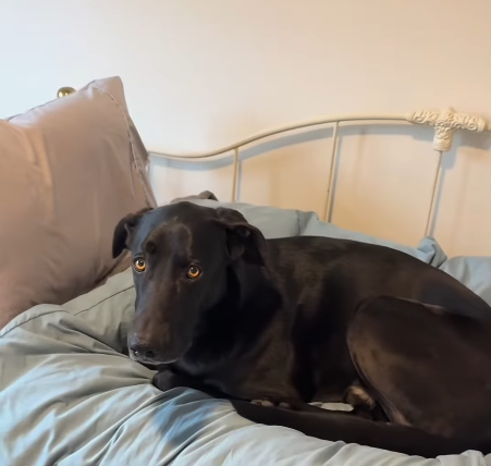 Dog's Cheeky Takeover of Bedroom in New Home Sparks Widespread Amusement
