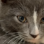 From Terror to Trust: Jess's Patient Journey Wins Over Frightened Kitten Fang