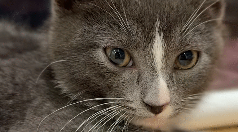 From Terror to Trust: Jess's Patient Journey Wins Over Frightened Kitten Fang