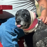 Half-Blind Hero Dog Fends Off Bear, Delights Family with Endless Kisses