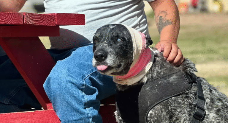 Half-Blind Hero Dog Fends Off Bear, Delights Family with Endless Kisses