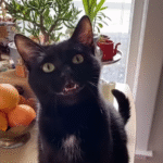 Babayaga the Polite Rescue Cat Wins Over the Internet with Her Gentle Mom Chats