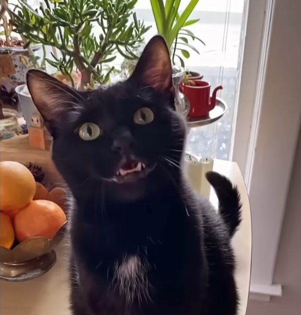 Babayaga the Polite Rescue Cat Wins Over the Internet with Her Gentle Mom Chats
