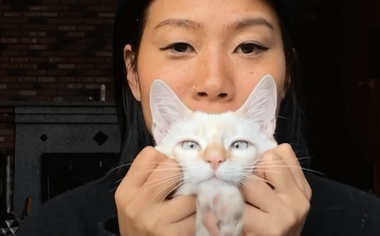 Tiny Kitten Chooses Mexico Commuter, Evolves into Wild LA Teenager