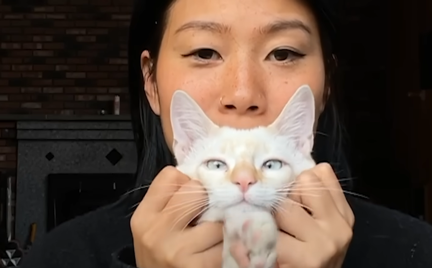 Tiny Kitten Chooses Mexico Commuter, Evolves into Wild LA Teenager