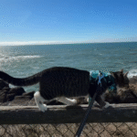 Viral Video Spotlights Cats' Edge: Effortless Fence Walks Dogs Can't Match