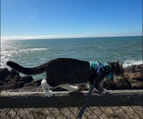 Viral Video Spotlights Cats' Edge: Effortless Fence Walks Dogs Can't Match