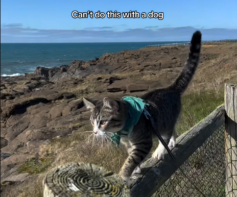 Viral Video Spotlights Cats' Edge: Effortless Fence Walks Dogs Can't Match