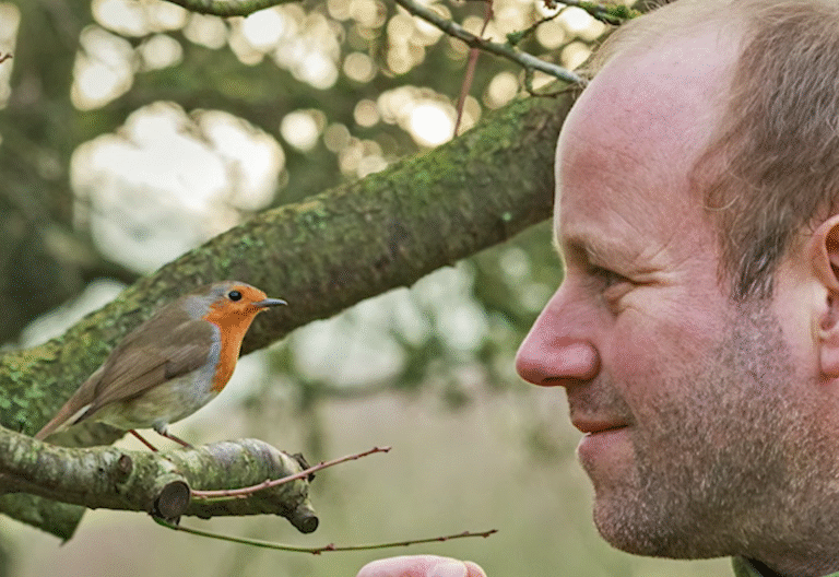 Persistent Wild Robin Forms Unusual Bond With Man, Changing His Life