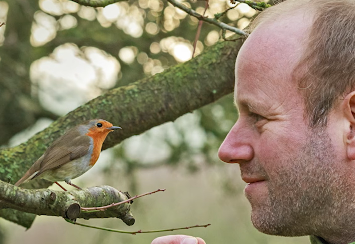 Persistent Wild Robin Forms Unusual Bond With Man, Changing His Life